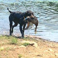 hunting-dog-carrying-malard