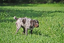 hunting-puppy-pointing