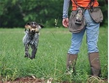 hunting-retrieve-chukar