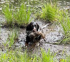 hunting-retrieve-duck