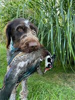 hunting-wood-duck