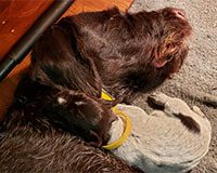 German Wirehaired mom and puppy