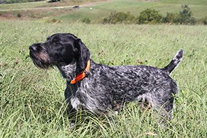 German Wirehaired Pointer, VC Thunderhill's Flint, Available stud