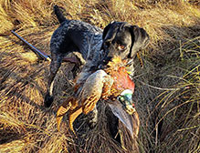 German Wirehaired retrieving a pheasant