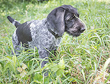 German Wirehair puppy pointing