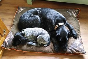 German Wirehaired Pointer, mom and puppy asleep on bed