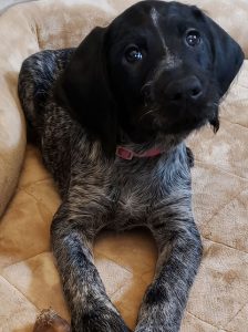 German Wirehaired Pointer Puppy